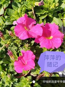 萍萍的幸福往事