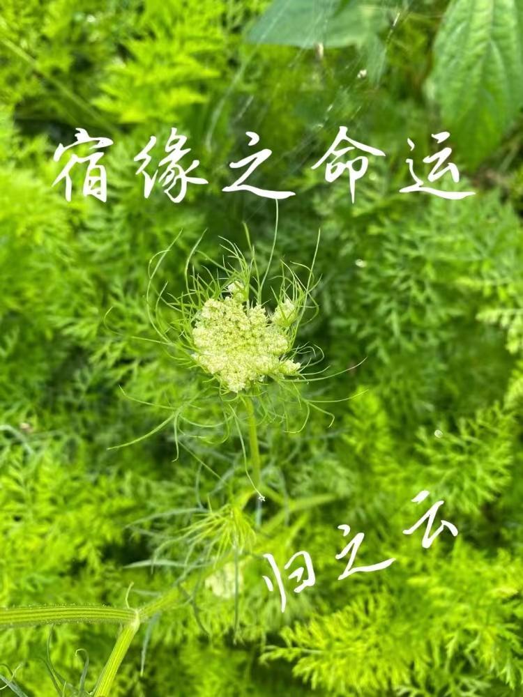 什么叫宿命缘